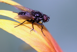 009 - Mouche sur un petale